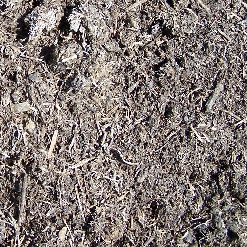 mushroom dirt